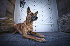 liegender Malinois