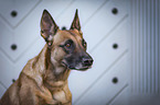 Malinois Portrait