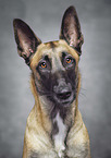 Malinois Portrait