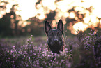 Malinois Portrait