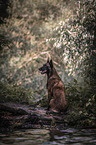 sitzender Malinois