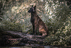 sitzender Malinois