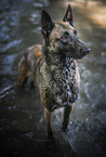 stehender Malinois
