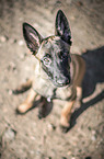 sitzender Malinois Welpe