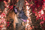 sitzender Malinois Welpe