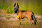 stehender Malinois