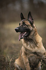 sitzender Malinois