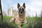 liegender Malinois