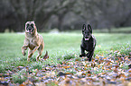 Malinois mit Deutscher Schferhund