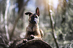 liegender Malinois Welpe