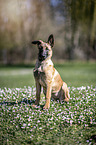 sitzender Malinois Welpe