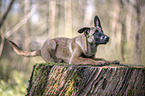 liegender Malinois Welpe