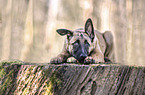 liegender Malinois Welpe