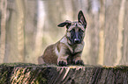 liegender Malinois Welpe