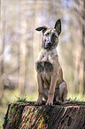 sitzender Malinois Welpe