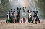 Gruppe Hunde