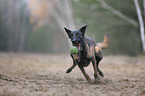 rennender Malinois