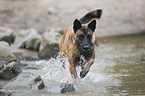 rennender Malinois