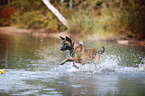rennender Malinois
