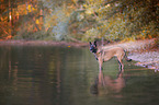 stehender Malinois