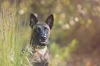 Malinois Portrait