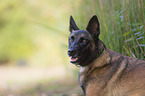 Malinois Portrait