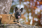 liegender Malinois
