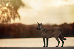stehender Malinois