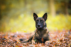 liegender Malinois