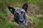 Malinois Portrait