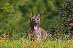 Malinois