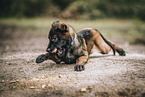 spielender Malinois Welpe