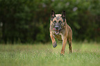 rennender Malinois