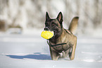 rennender Malinois