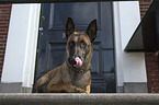 liegender Malinois