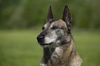 Malinois Portrait