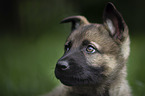 Malinois Welpe Portrait