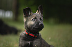 Malinois Welpe Portrait