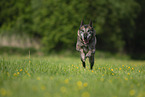 rennender Malinois