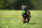 rennender Malinois Welpe