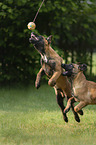 spielende Malinois Welpen