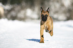 rennender Malinois Welpe