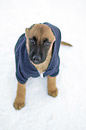 sitzender Malinois Welpe