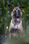 Malinois Portrait