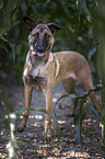 stehender Malinois