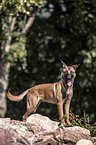 stehender Malinois