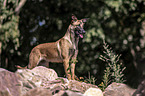 stehender Malinois