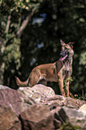stehender Malinois