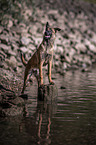 stehender Malinois