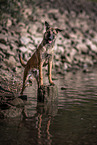 stehender Malinois